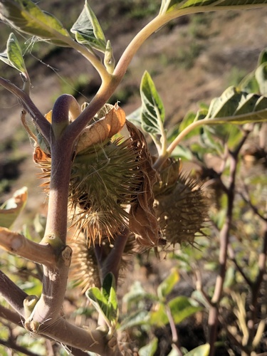 Datura wrightii