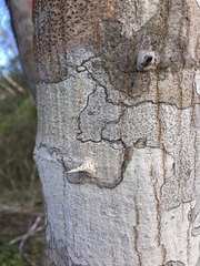 Havardia albicans
