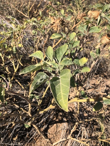 Datura wrightii