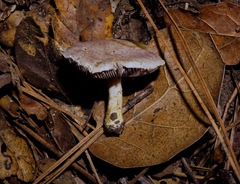 Agaricus diminutivus