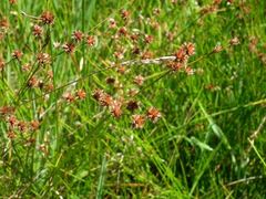 Juncus holoschoenus