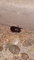 Scarabaeidae