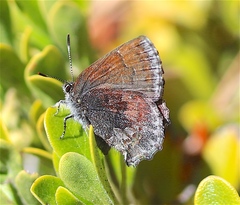 Callophrys polios