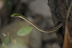 Striped Lowland Snake photo 3