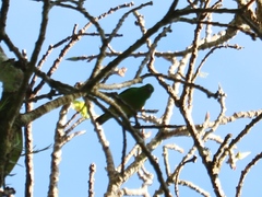 Chlorophonia occipitalis