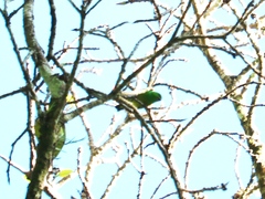 Chlorophonia occipitalis