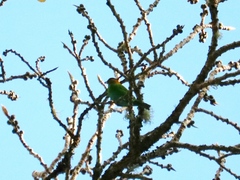 Chlorophonia occipitalis