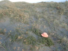 Anoteropsis litoralis