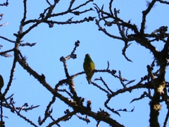 Chlorophonia occipitalis