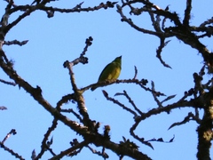 Chlorophonia occipitalis