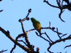 Chlorophonia occipitalis