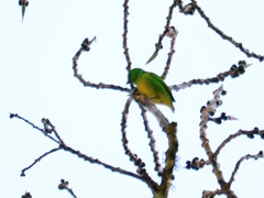 Chlorophonia occipitalis