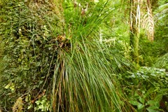 Carex imbecilla