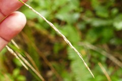 Carex imbecilla
