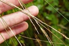 Carex imbecilla