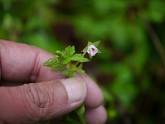 Geranium nepalense