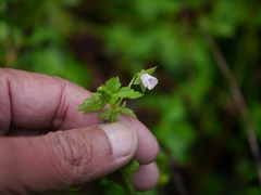 Geranium nepalense
