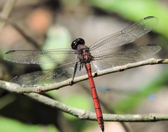 Orthemis ambinigra