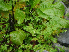 Geranium nepalense