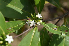 Cordiera