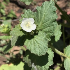 Phacelia viscida albiflora