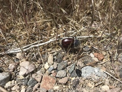 Paracotalpa