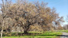 Quercus lobata