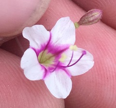 Commicarpus brandegeei