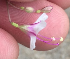 Commicarpus brandegeei