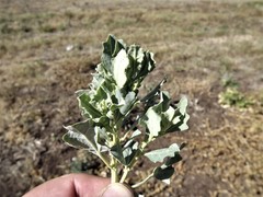 Atriplex muelleri