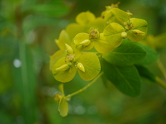 Euphorbia cornigera
