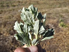 Atriplex muelleri