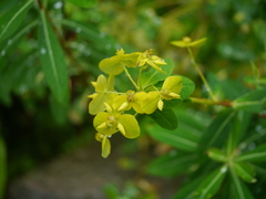 Euphorbia cornigera