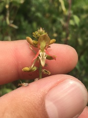 Indigofera fruticosa