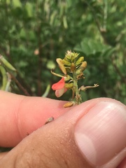 Indigofera fruticosa