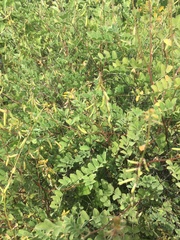 Indigofera fruticosa