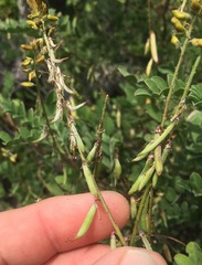 Indigofera fruticosa