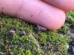 Bryophyta