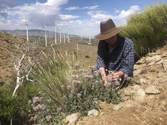 Monardella linoides oblonga