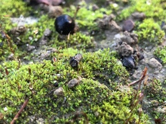 Bryophyta