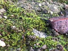 Bryophyta