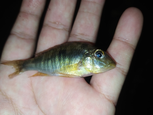 Southern eartheater (Gymnogeophagus australis) — Cichlidae — 2