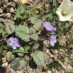Phacelia longipes