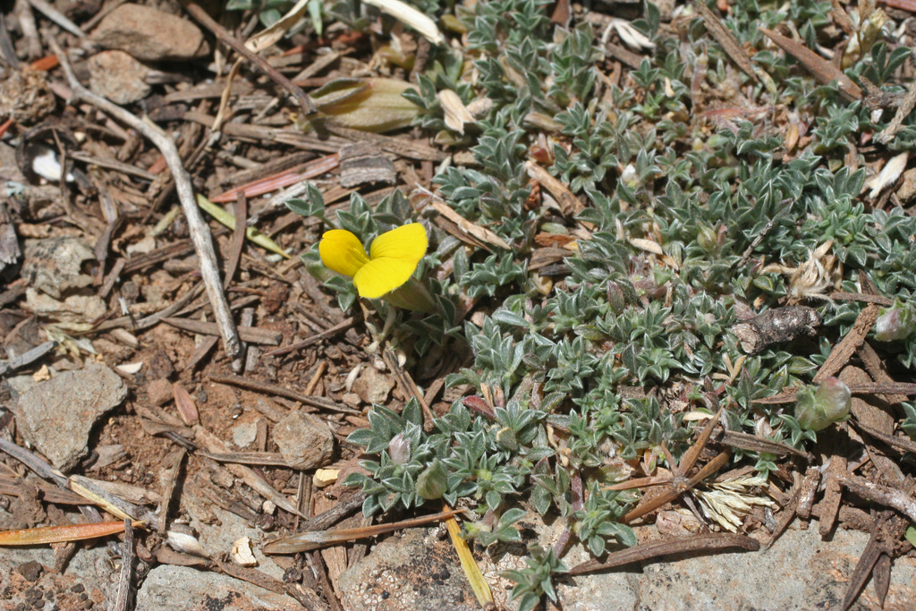 Lotononis maroccana