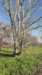 Platanus racemosa