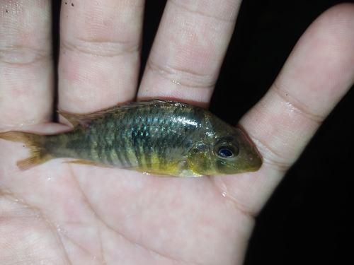 Southern eartheater (Gymnogeophagus australis) — Cichlidae — 3