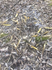 Colaptes auratus