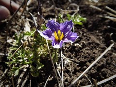 Solanum papaverifolium
