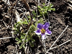 Solanum papaverifolium