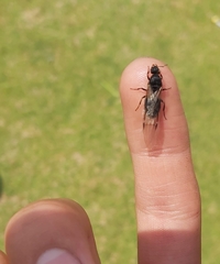 Liometopum apiculatum